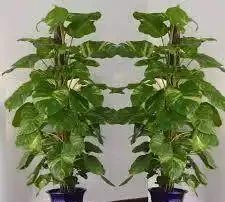 6個盆栽黃金葛的基本方法
