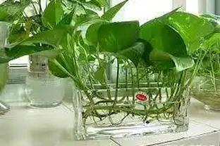 6個盆栽黃金葛的基本方法