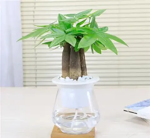 水耕發財樹的4個技巧,濃綠茂密,青翠欲滴!