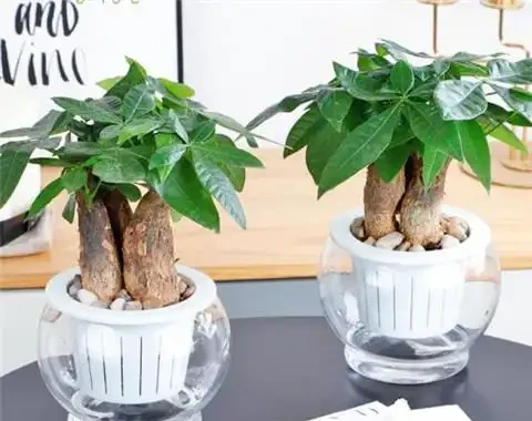水耕發財樹的4個技巧,濃綠茂密,青翠欲滴!