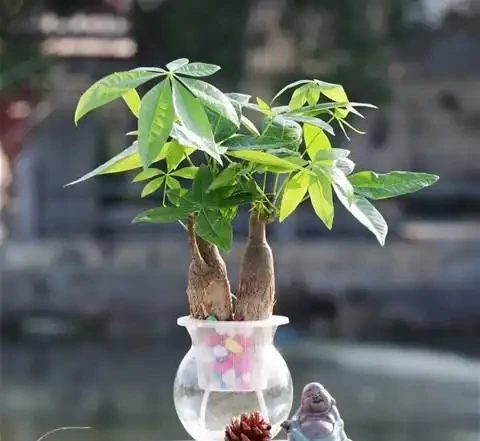 水耕發財樹的4個技巧,濃綠茂密,青翠欲滴!