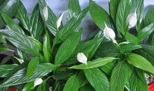 白鶴芋葉片老是蔫蔫的,什麼原因,怎麼辦?