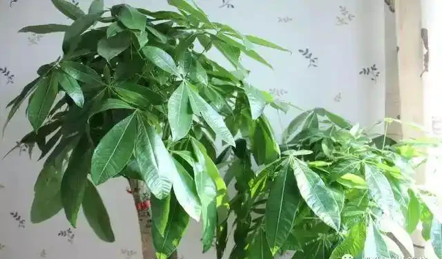 發財樹澆點這玩意,比施肥還靈,新芽猛長,財運連連!