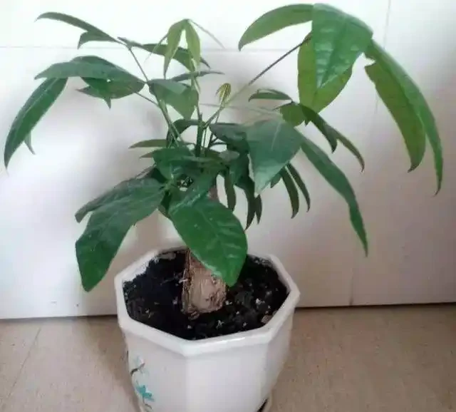 發財樹澆點這玩意,比施肥還靈,新芽猛長,財運連連!