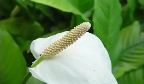 白鶴芋葉片老是蔫蔫的,什麼原因,怎麼辦?