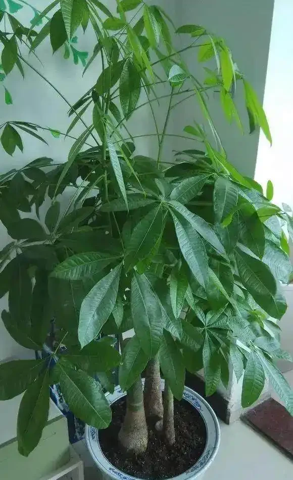發財樹澆點這玩意,比施肥還靈,新芽猛長,財運連連!