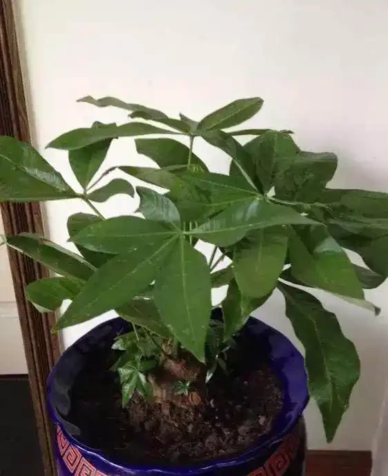 發財樹澆點這玩意,比施肥還靈,新芽猛長,財運連連!