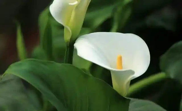 白鶴芋葉片老是蔫蔫的,什麼原因,怎麼辦?