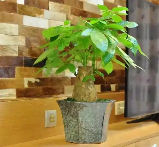 發財樹澆點這玩意,比施肥還靈,新芽猛長,財運連連!