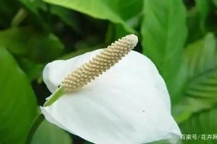白鶴芋葉片老是蔫蔫的，什麼原因，怎麼辦？
