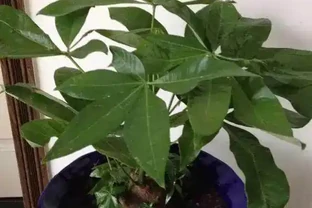 發財樹澆點這玩意，比施肥還靈，新芽猛長，財運連連！