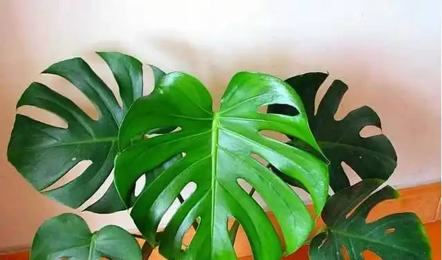養龜背芋,常用這個水,根系發達,葉子厚實