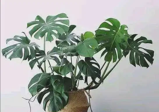 養龜背芋,常用這個水,根系發達,葉子厚實