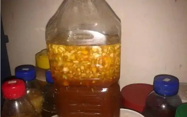 養龜背芋,常用這個水,根系發達,葉子厚實