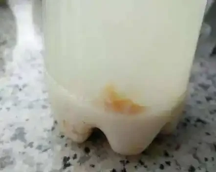 養龜背芋,常用這個水,根系發達,葉子厚實