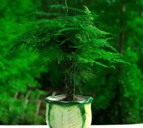 正確用硫酸亞鐵澆花,才能讓花卉生長的更好,葉子綠油油!