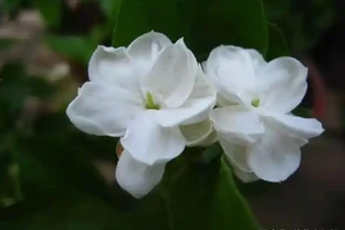 正確用硫酸亞鐵澆花，才能讓花卉生長的更好，葉子綠油油！