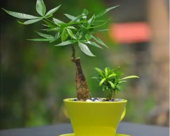 發財樹根腐病怎麼辦,這樣做,能合理預防從中間腐根!