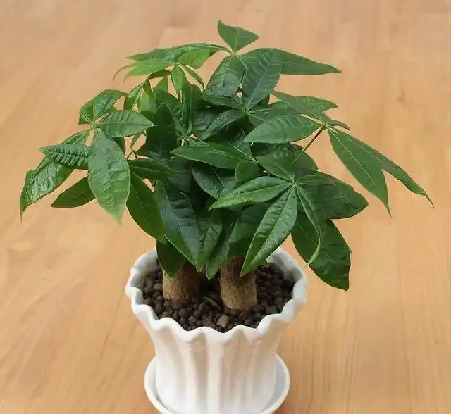 發財樹根腐病怎麼辦,這樣做,能合理預防從中間腐根!