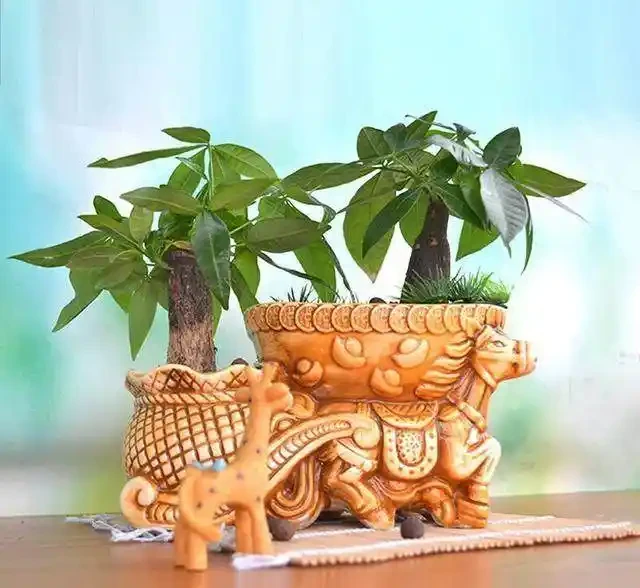 發財樹根腐病怎麼辦,這樣做,能合理預防從中間腐根!