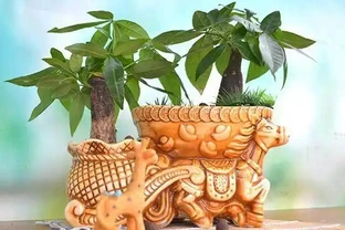 發財樹根腐病怎麼辦，這樣做，能合理預防從中間腐根！