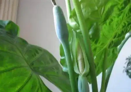 海芋水耕技巧，葉子黃了怎麼辦？