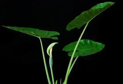 海芋水耕技巧，葉子黃了怎麼辦？