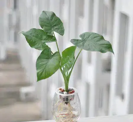 海芋水耕技巧，葉子黃了怎麼辦？