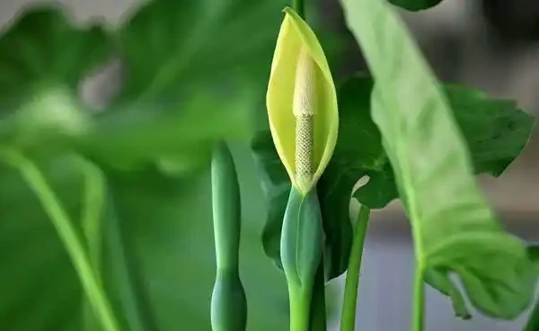 海芋水耕技巧，葉子黃了怎麼辦？