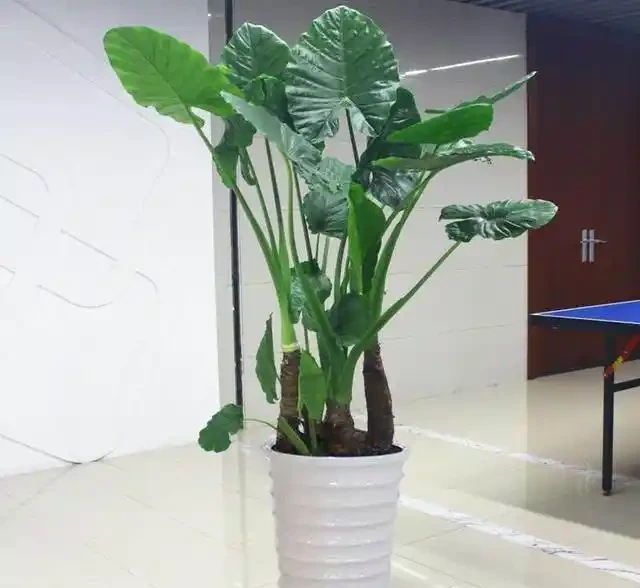 海芋水耕技巧，葉子黃了怎麼辦？