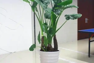 海芋水耕技巧，葉子黃了怎麼辦？