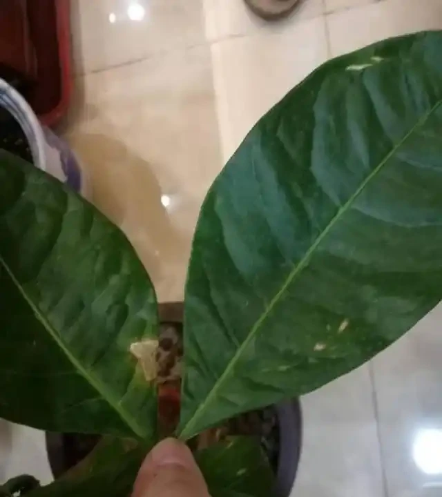 夏季是發財樹葉斑病的多發季節,這樣去預防和治療,才能養的好