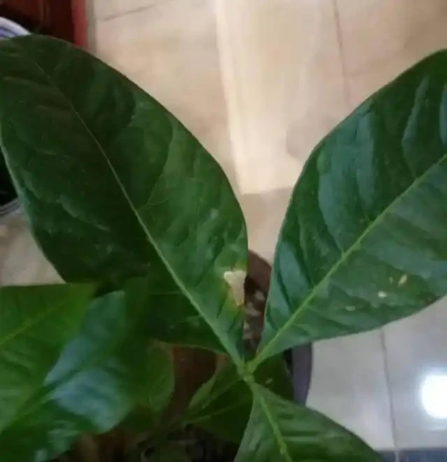 夏季是發財樹葉斑病的多發季節,這樣去預防和治療,才能養的好