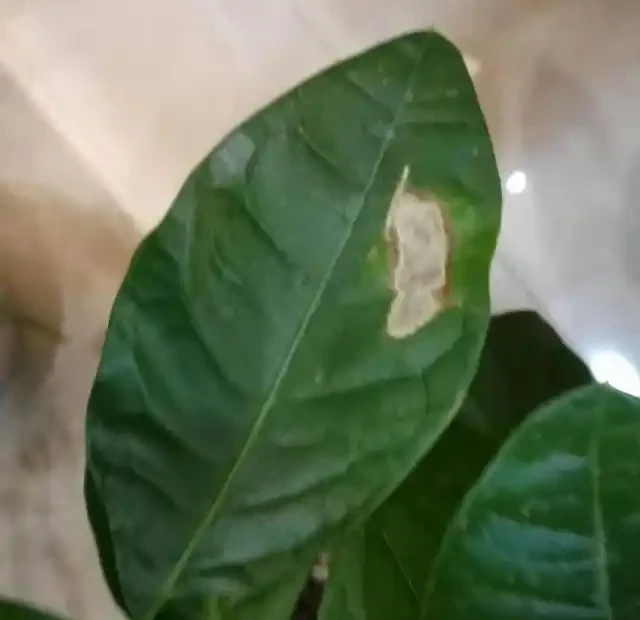 夏季是發財樹葉斑病的多發季節,這樣去預防和治療,才能養的好