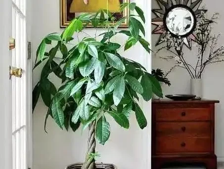 夏季是發財樹葉斑病的多發季節,這樣去預防和治療,才能養的好