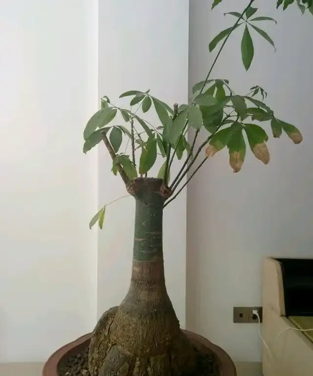 夏季是發財樹葉斑病的多發季節,這樣去預防和治療,才能養的好