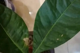 夏季是發財樹葉斑病的多發季節，這樣去預防和治療，才能養的好