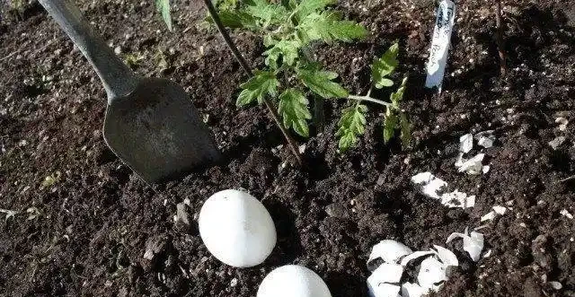 自制肥料的9種常見材料，用這些技巧就能促進植物生長