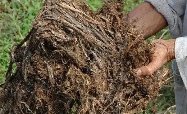 自制肥料的9種常見材料，用這些技巧就能促進植物生長