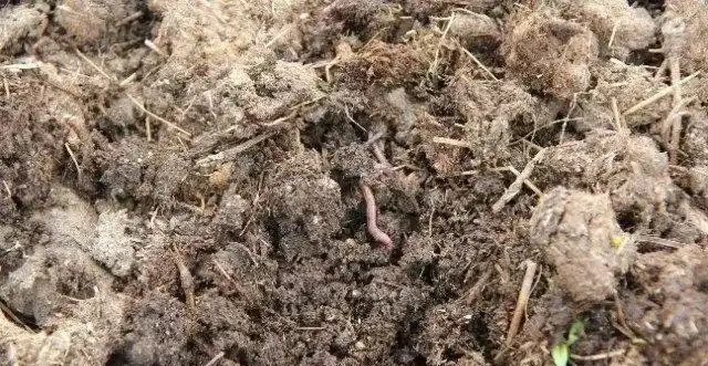 自制肥料的9種常見材料，用這些技巧就能促進植物生長