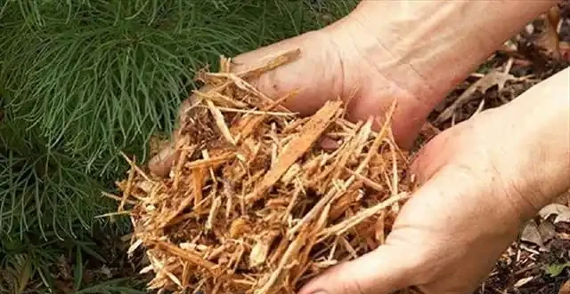 自制肥料的9種常見材料，用這些技巧就能促進植物生長
