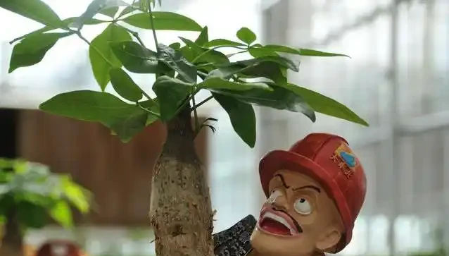 家裡的綠植花草什麼時候施氮肥、磷肥、鉀肥,一次性說清楚了!