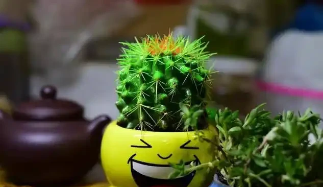 家裡的綠植花草什麼時候施氮肥、磷肥、鉀肥,一次性說清楚了!