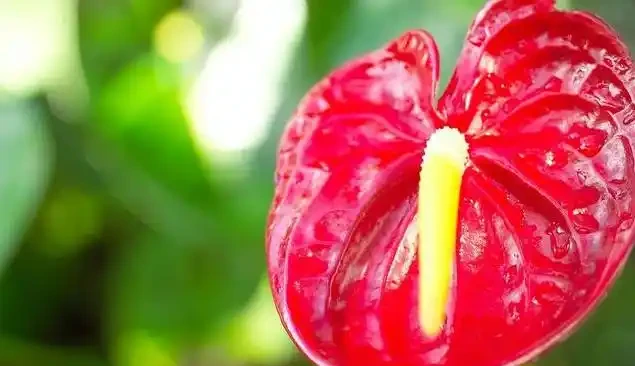 家裡的綠植花草什麼時候施氮肥、磷肥、鉀肥,一次性說清楚了!