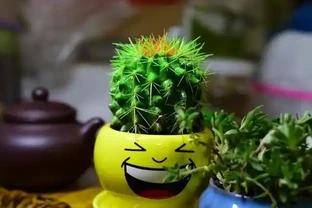家裡的綠植花草什麼時候施氮肥、磷肥、鉀肥，一次性說清楚了！