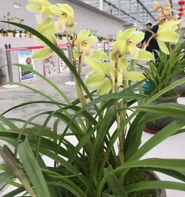 為什麼蘭花在夏季從蘆頭處發黃後,葉片就一片片的都斷掉了