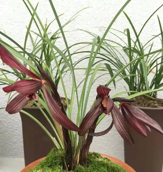 為什麼蘭花在夏季從蘆頭處發黃後,葉片就一片片的都斷掉了