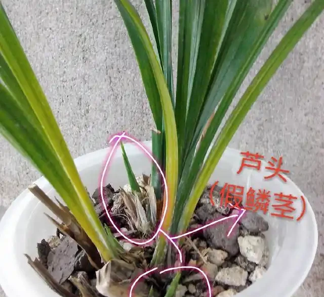 為什麼蘭花在夏季從蘆頭處發黃後,葉片就一片片的都斷掉了