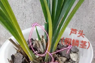 為什麼蘭花在夏季從蘆頭處發黃後，葉片就一片片的都斷掉了