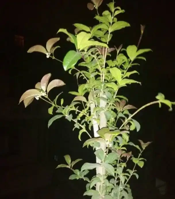 教你幾招,輕鬆解決木樨老葉葉尖發焦,葉子油綠,開花特別多